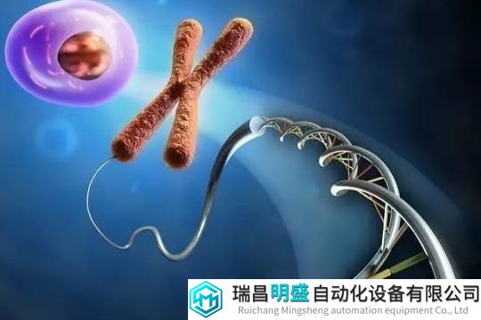 Science納米孔測序助力端粒長度檢測
